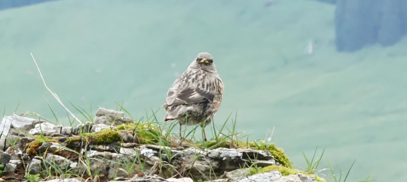 Bergvogel, rückblickend